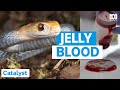 This Is What Snake Venom Does To Blood | Catalyst | ABC Science