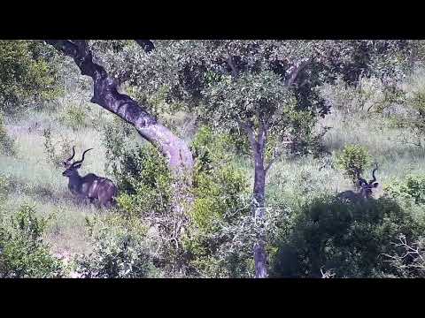 Djuma: Kudu bulls - 15:21 - 01/14/2023