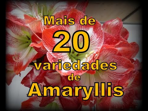 Mais de 20 variedades de AMARYLLIS