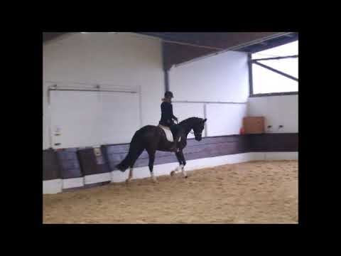 SAN RENIER *2014 v. San Florestano - Renier -for sale