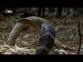Wildlife King Cobra Documentary Turkish Dubbed