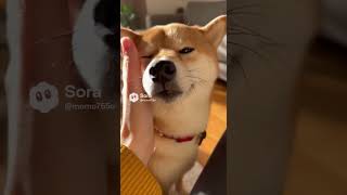 撫でられて喜ぶ柴犬