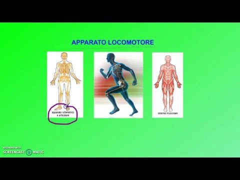Apparato locomotore (prima parte)