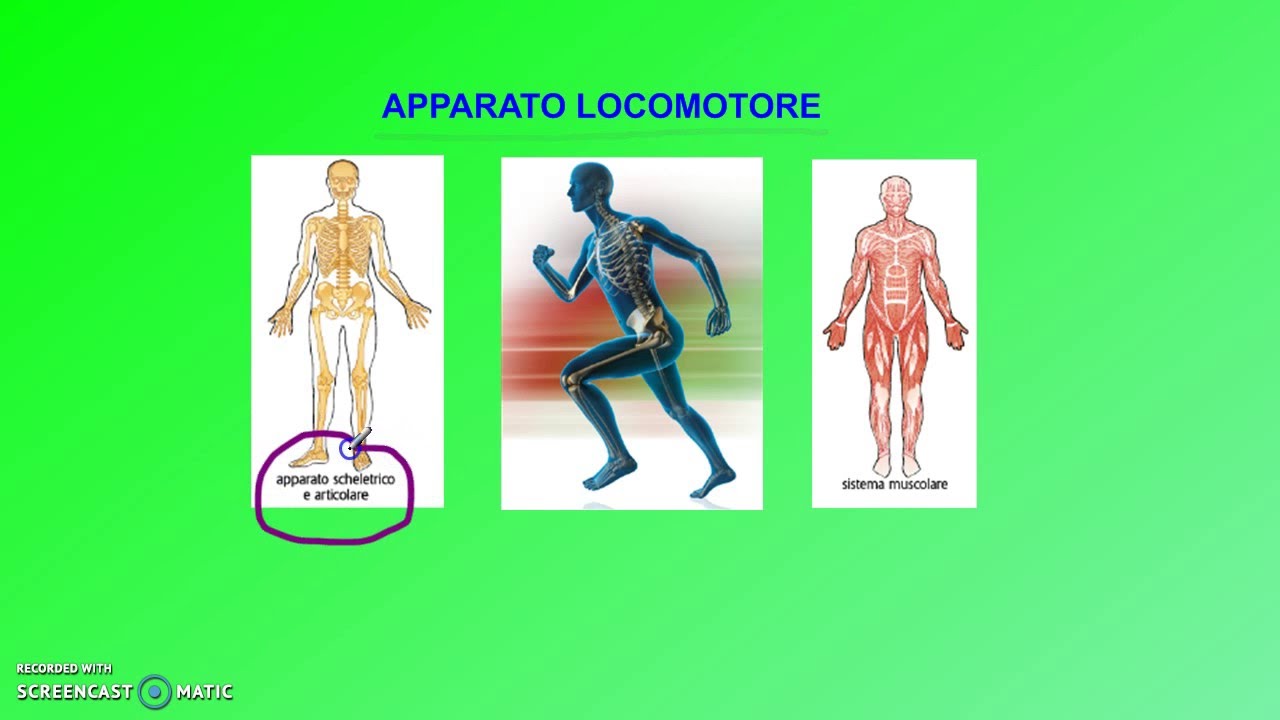 Apparato locomotore (prima parte)
