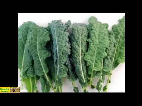 download lagu mp3 mp4 Hojas De Berza Verde, download lagu Hojas De Berza Verde gratis, unduh video klip Hojas De Berza Verde