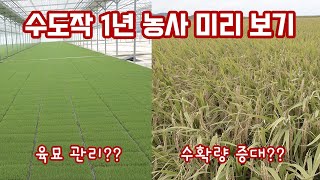 대박나는 농사 2023 수도작 쌀 재배 관리 육묘 부터 수확기 까지 미리 보기