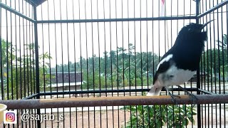 Download lagu TERAPI KACER MACET BUNYI DAN STRES DIJAMIN LANGSUNG NYAUT mp3