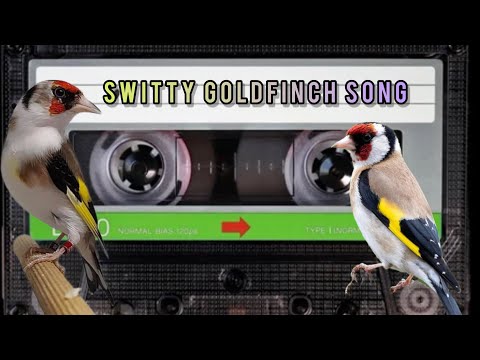 Switty Goldfinch Song