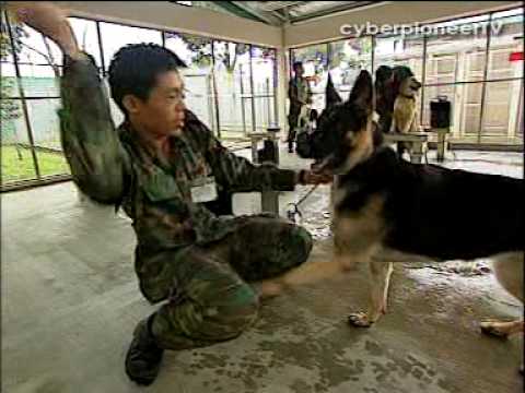The SAF's Canine Soldiers