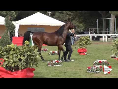 N.108 FS MICHELANGELO - Arezzo 2015 - Stallion 10 years old and older (Class 12)