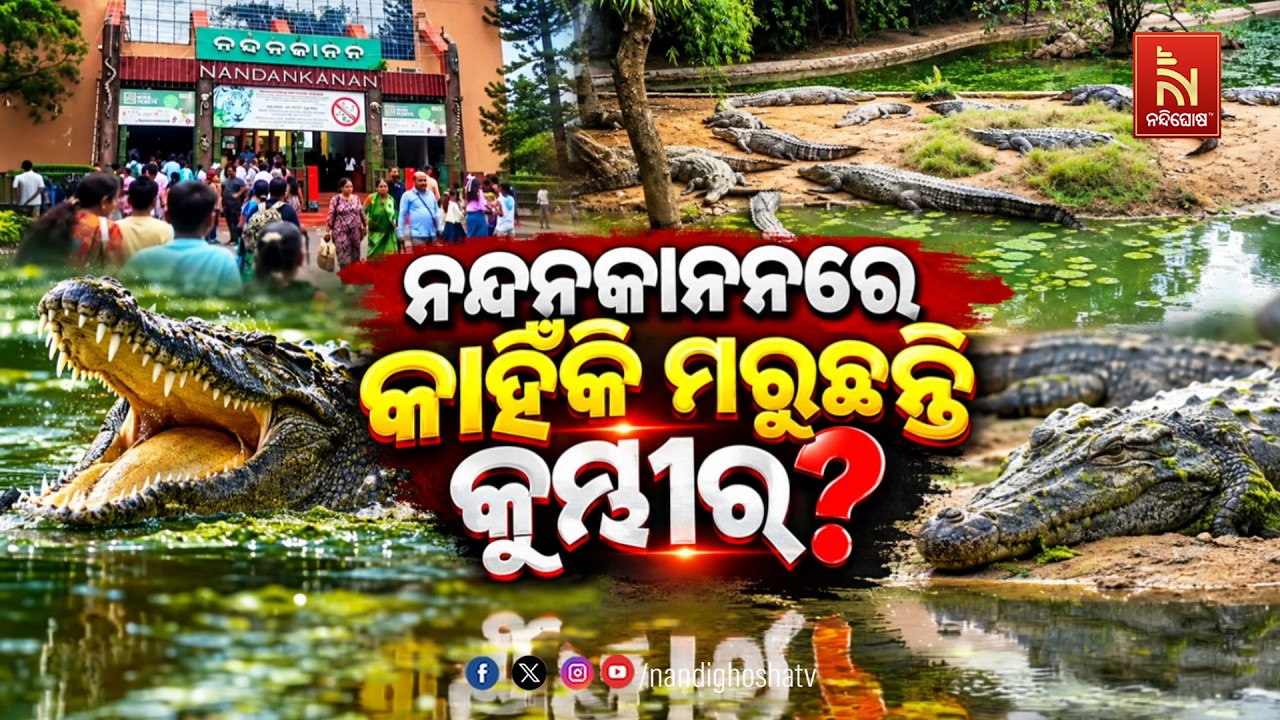 🔴 Live | ନନ୍ଦନକାନନରେ କାହିଁକି ମରୁଛନ୍ତି କୁମ୍ଭୀର ?