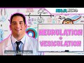 Embryology Neurulation Vesiculation Neural Crest Cell Migration