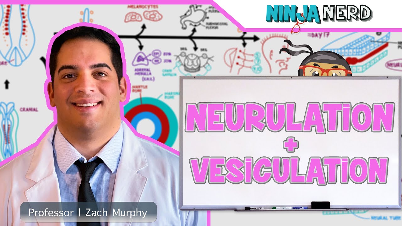 Embryology | Neurulation, Vesiculation, Neural Crest Cell Migration