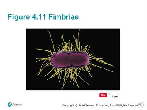BIO 220 Chapter 4 - Functional Anatomy of Cells
