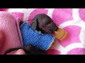 Tiny baby bat wears a warm vest