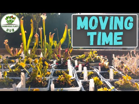 Venus Fly Traps & Sarracenia From Dormancy To The Growing Season - Expert Tips & Tricks