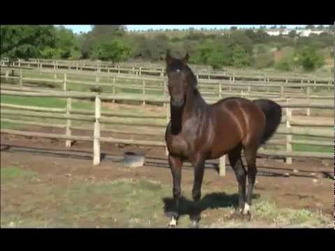 Count Dubois - Breeding To Win (Tellytrack)