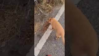 Video preview image #1 Carolina Dog-Golden Retriever Mix Puppy For Sale in Virginia Beach, VA, USA