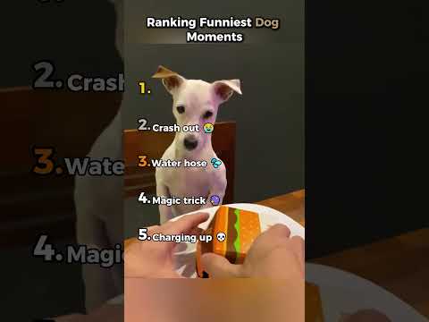 Classement des moments les plus drôles vécus par les chiens