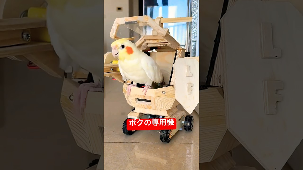 行くぞ突進　　　　　　　                    #動物 #animals #動物園 #鳥 #インコ