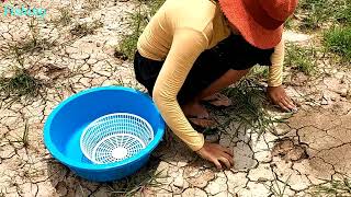 Download lagu Fishing Under Mud - Amazing Finding & Catching A Lot Of Fish Under Hot Sun After Not Rain mp3