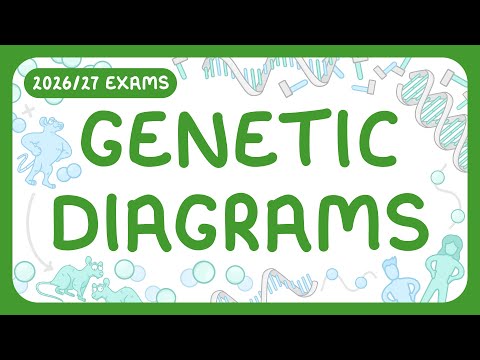 GCSE Biology - Genetic Diagrams | Punett Squares (2026/27 exams)