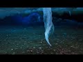 Filming Antarctica S Underwater Secret Wild Stories BBC Earth