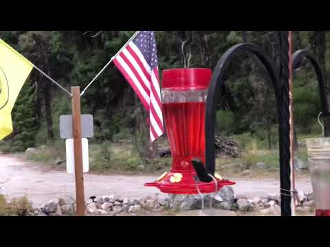 Rufous and young Black-chinned Hummingbirds on 9.1.20.
