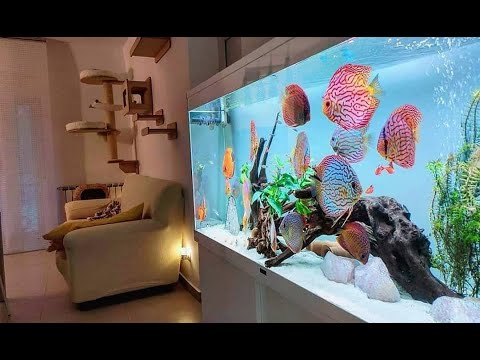 Top 5 Best Home Aquarium for Discus | Unbelievable Discus Tank