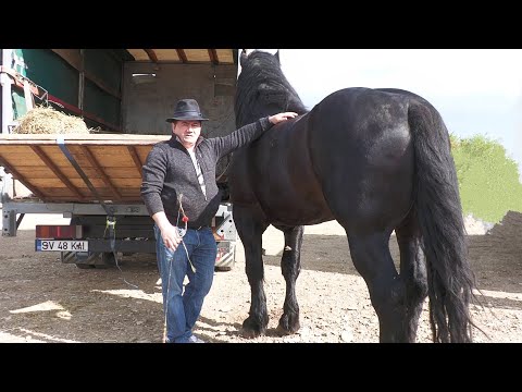 The Stallions and the Mare of Vasile Boca from Gura Humorului 2022