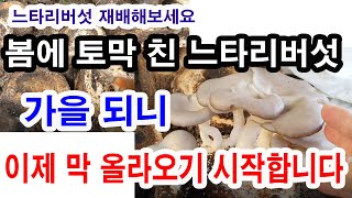 느타리버섯 재배해보세요, 봄에 토막 친 느타리버섯 가을되니 이제 막 올라옵니다. (텃밭농장 버섯재배, 느타리…