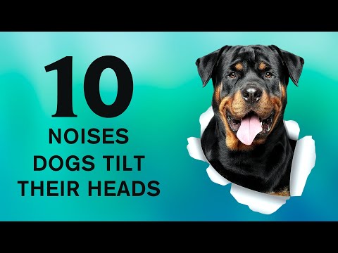 10 Noises to Make Your Dog Tilt Its Head 🐶