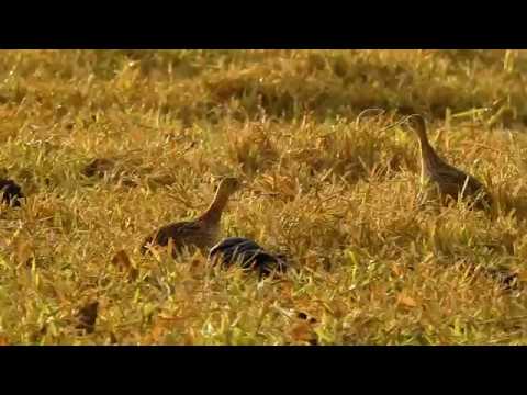 download lagu mp3 mp4 Canto Da Codorna Amarela, download lagu Canto Da Codorna Amarela gratis, unduh video klip Canto Da Codorna Amarela