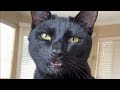 Black Cat Wasn T Getting Adopted Then This Woman Took Him Home