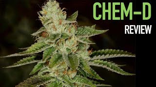 CHEM-D STRAIN REVIEW