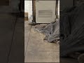 Army Of Rats In NYC Subway