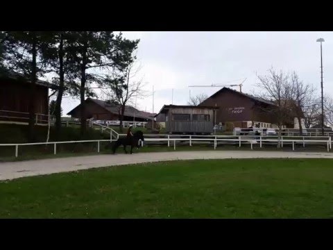 Dýri von Fjallaborg - 31 März 2016 - Vanessa Nimmrichter