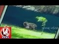 White Tiger Kills A Man Inside Its Enclosure At Delhi Zoo Must Watch
