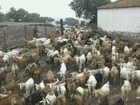 "O guardador de rebanhos"