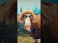 La Vaca Lola