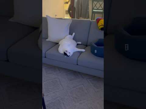 Jasmine Giving Orders #fatcats