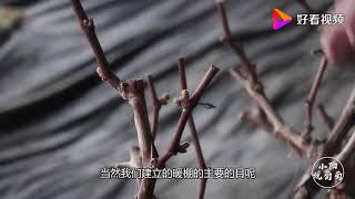暖棚葡萄萌芽期怎么管理？小阳告诉你第一步做什么