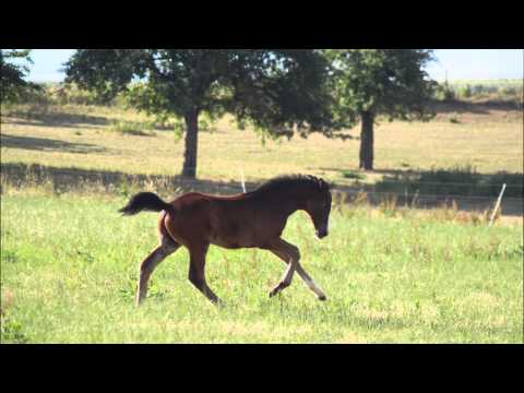 Ganderon - Hengstfohlen von Grey Flanell x Weyden