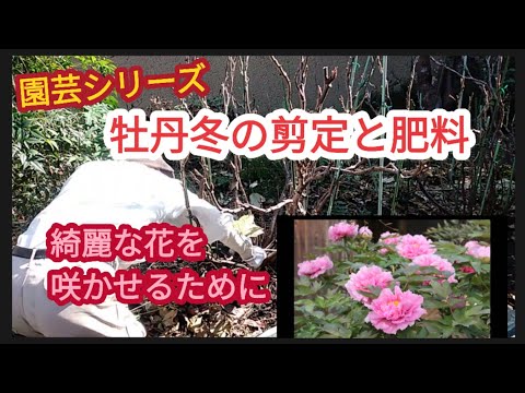 牡丹:交雑種の植え付けと手入れのヒント 植物