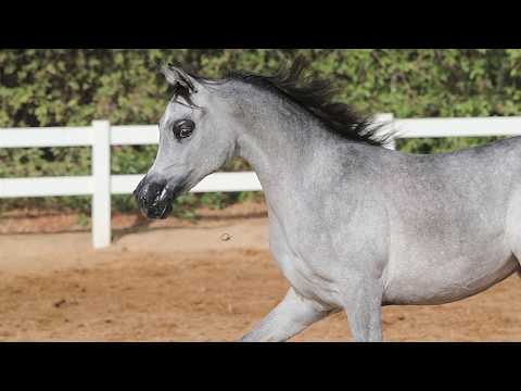 NAIRH AL LAALY 2018 - new video