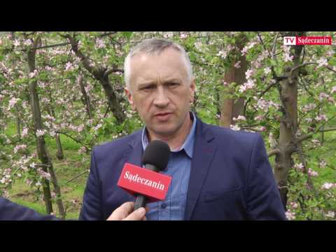 Swięto Kwitnącej Jabłoni już od 12 maja w Łącku. Zaprasza Jan Dziedzina, wójt gminy Łącko: