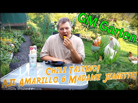 Chili Tasting! Aji Amarillo & Madame Jeanette!