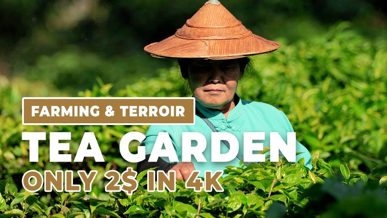 Tea Garden | Farming & Terroir | Cinematic 4K Stock Footage.