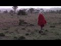 Wildebeest Calf Reunited With Herd