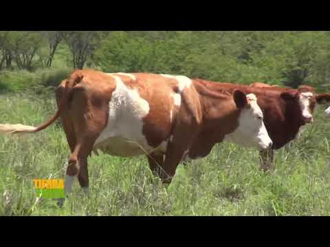 Tierra Fértil TV- Ganado Simmental (11.07.20)